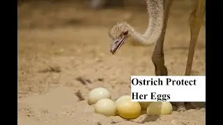 Ostrich Mom Protect Her Eggs/Perfect Mother Ostrich baby