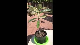 Loquat - Japanese Plum Tree Grown in a Container in Zone 6b
