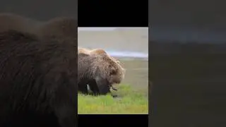 Brown Bears mating - close approach. Katmai #harehunting #animalhunting #lifeisbutadream #wildlife s