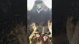 #Hawk #Eagle #Owl #Wildlife #Animal #EagleHawkOwl hawk vs snake, Owl vs snake fight, Eagle Vs Snake,