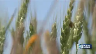 How the 2025 Kansas wheat crop is faring so far