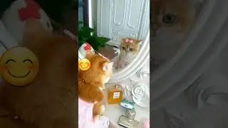 This cat is wearing makeup🤩🤠
