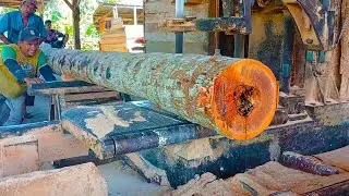 Dangerous Surprise! Bee Nest Found During Coconut Tree Cutting &ndash; Workers Panic!