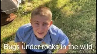 Bugs under rocks in the wild