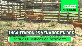 Incautaron 23 venados en dos parajes turísticos de Arboletes - Teleantioquia Noticias
