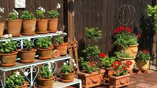 How to Dead Head Geraniums! // Miss Kim&rsquo;s Home & Garden