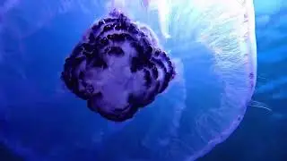 Crown Jellyfish at Ras Mohamed | 5-Star Diving with Cinderella Eldawley | Sharm El-Sheikh