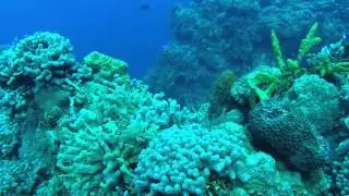 York Region Scuba - Cozumel 2015 Day 3