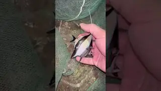 Cute Fish Night Life || Lowtide Andaman Island #shorts #ytshorts #shortsfeed #trendingshorts