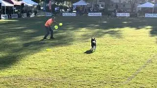 Jack Fahle and Ferris 2023 Skyhoundz World Finals - 2nd place
