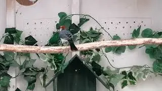 Roodkuifkardinalen koppel (Red-Crested Cardinal pair)