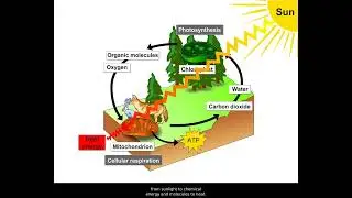Energy Flow And Chemical Recycling
