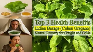 Cuban Oregano &ndash; Herbal Remedy for Cough, Cold & Sore Throat | Healing Vietnam