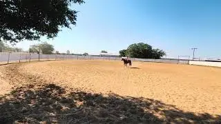Gubert&rsquo;s Zan Parr Sunjack filly at one month under saddle