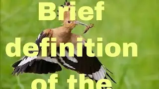 Brief definition of the