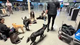 Mary’s Doggies - Daffi in Public