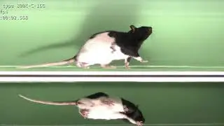 Mouse Walking