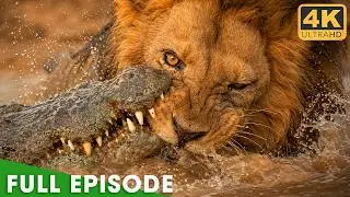 Africa’s Deadliest Fights For Survival (Full Episode) | Nature Animal Documentary