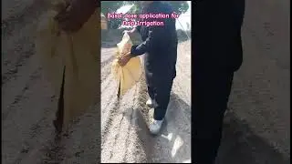 NARC HG1| How to put Basal dose application on Drip Irrigation #g1 #agriculture #farming #g1garlic
