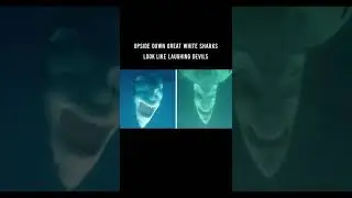 Upside down sharks