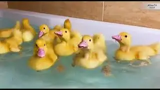 Que darle de comer a tu pato bebe//🦆🐣//My Planet Animal
