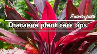 Dracaena plant / how to care for dracaena plant 