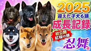 【初公開あり】2025年に迎えた子犬6頭の成長記録