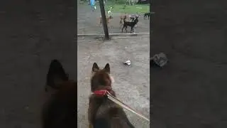 Agressive German shepherd attack on street dog street dog vs German shepherd dog fight 1v1