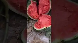 He is an expert at testing melons, using only his fingers and no knife!