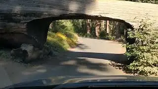 Tunnel Log, Sequoia National Park