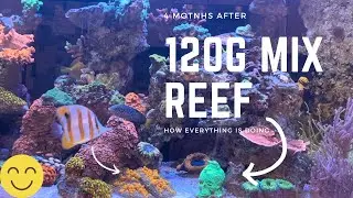 120 gallon mixed reef tank #reef #reeftank #mixedreef