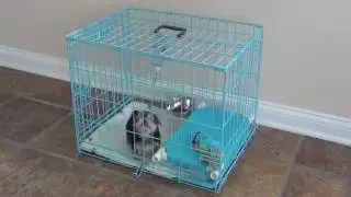 How do I potty train a small breed puppy Quick and simple so
