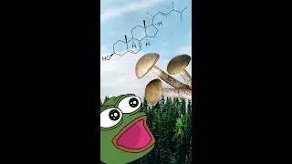 Cholesterol Of The Mushroom ?! MOTD (Ergosterol) #shorts