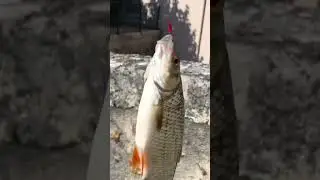 GARDON P&Ecirc;CHER EN RIVI&Egrave;RE ! #fish #fishing