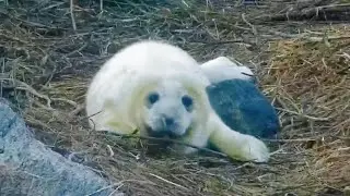 Gray Seal Pupping ▪︎ Spine Tower Camera ▪︎ 12/20/25 ▪︎ Explore.org 