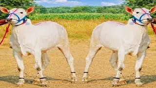 Trending Bailgada Race 🐂🔥 Powerful Khillar Bulls | Patlancha Bailgada 2026