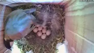 8 Eier und Brüten