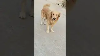 #pitbull#funny#playing #bull #bully #streetdog #shorts #funny #comedy #cute #love #dog