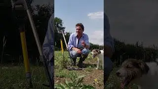 900 yo tiny SILVER COIN! METAL DETECTING #SHORTS