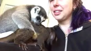 Ring tailed lemur Rupert, owl monkey Oswald enjoying playtime.