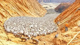 China Dumped a Million Rabbits in the Desert, One Year Later the Results Were Insane