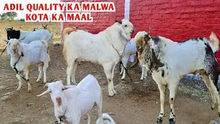 Adil Quality Ka Maal Kota Malwa Zing At Adil Goat’s