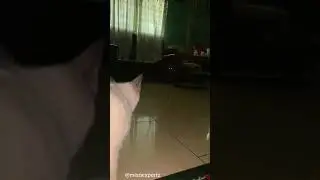final boss fight cat version