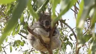 Translocation of Cape Otway koalas