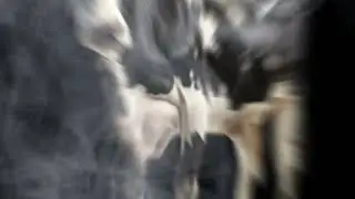 10 Incredible Facts About Cows