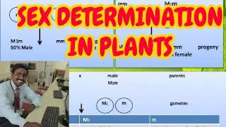 SEX DETERMINATION IN PLANTS - TAMIL EXPLANATION