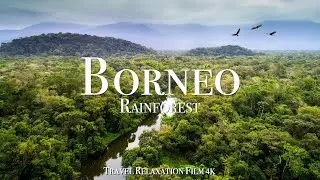 Borneo Rainforest - A Relaxation Film With Calming Piano Music