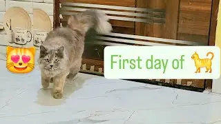 Cats playing: Episode 11 #cat #catvideos #funnycats #catshorts #pet Cat boarding center in gurugram