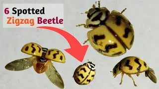 Six-spotted Zigzag Lady Beetle 😍