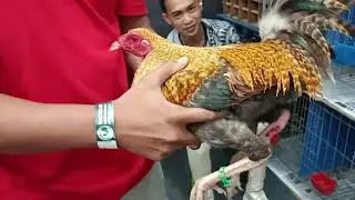 WORLD GAMEFOWL EXPO 2026